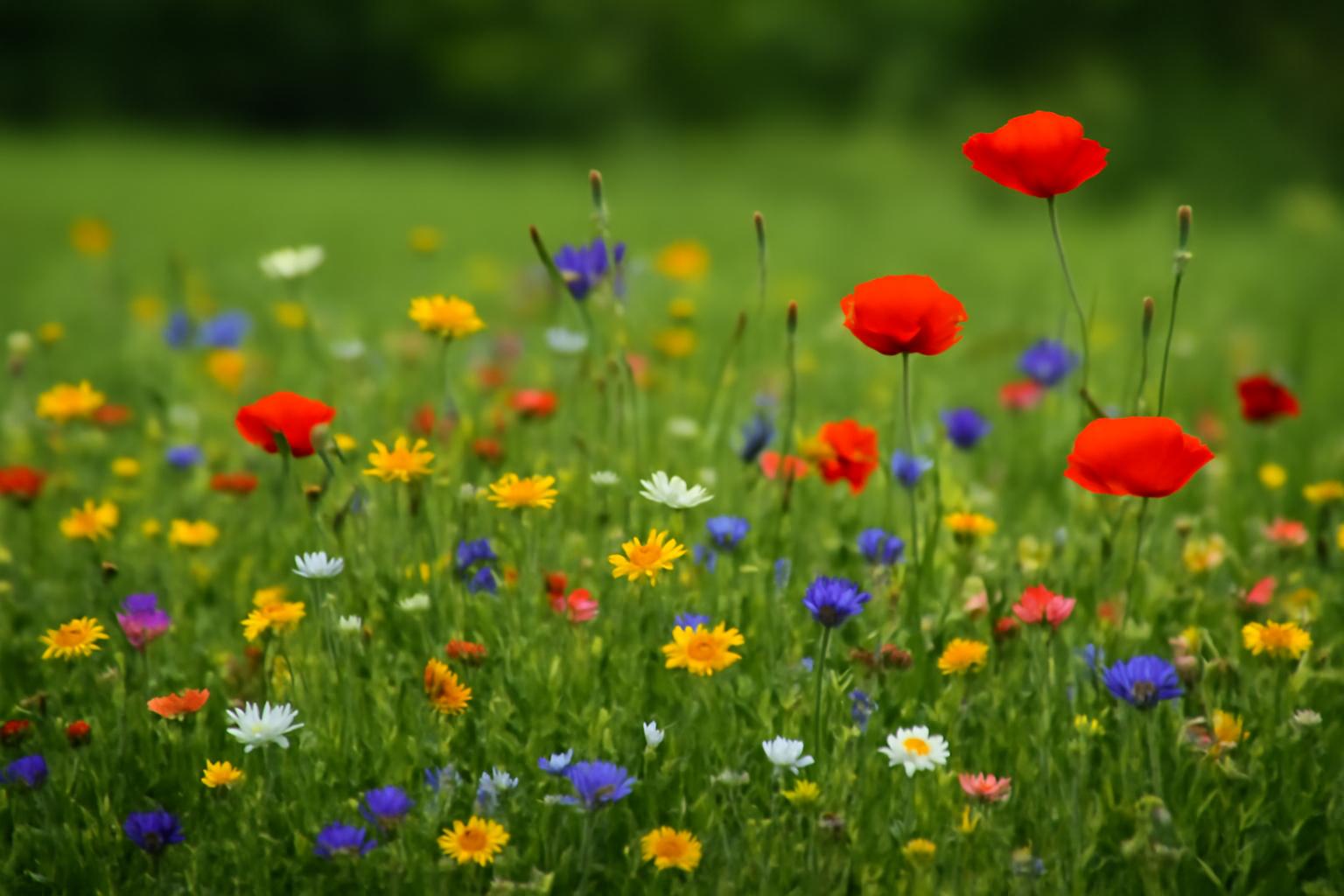 Łąka kwietna jako alternatywa dla trawnika