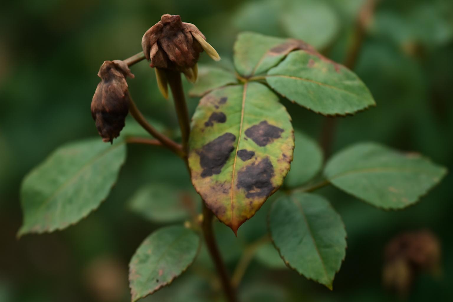 Choroby roślin ozdobnych: objawy, przyczyny i profilaktyka