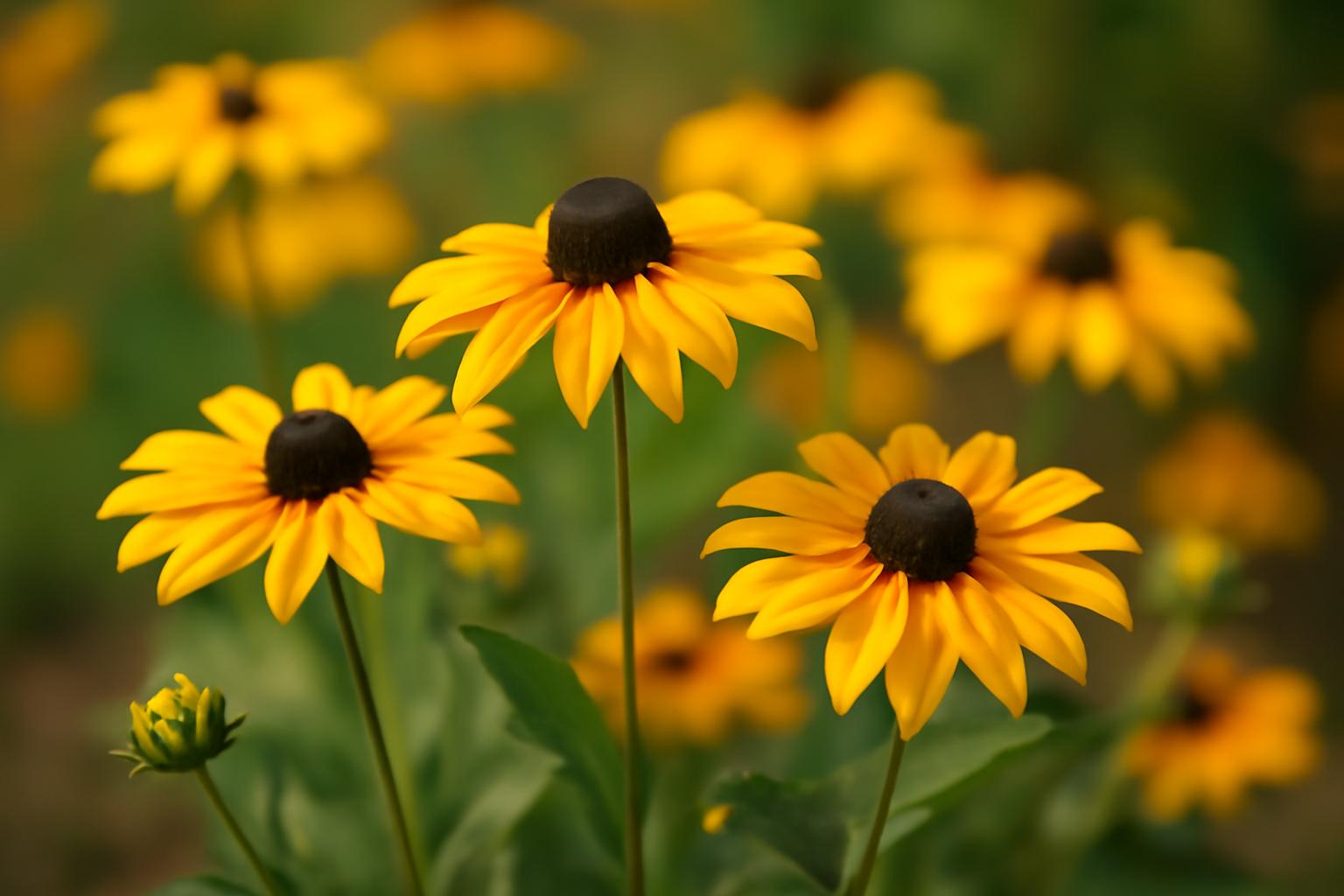 Czy rudbekia jest wieloletnia? Gatunki i uprawa