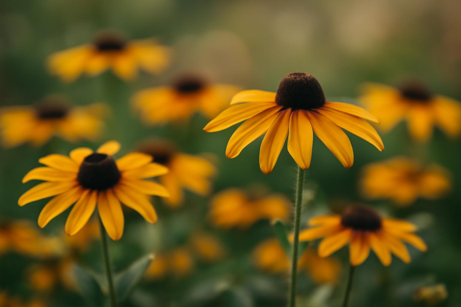 Czy rudbekia jest wieloletnia? Gatunki i uprawa