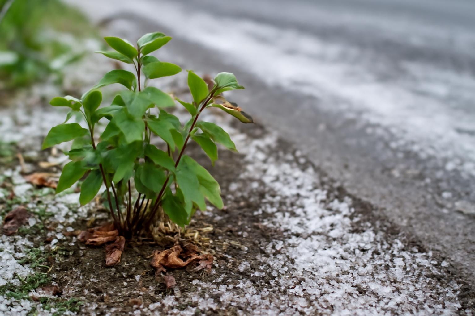 Szkodliwy wpływ soli drogowej (NaCl) na rośliny