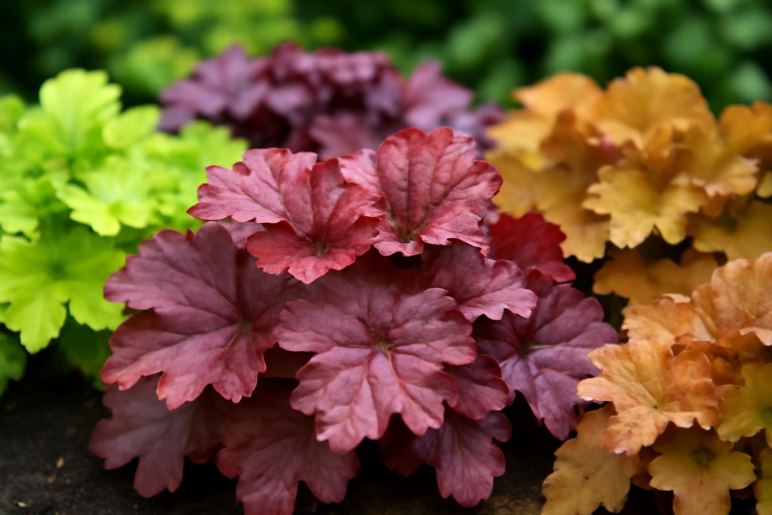 Żurawki (Heuchera) – odmiany barw liści i uprawa